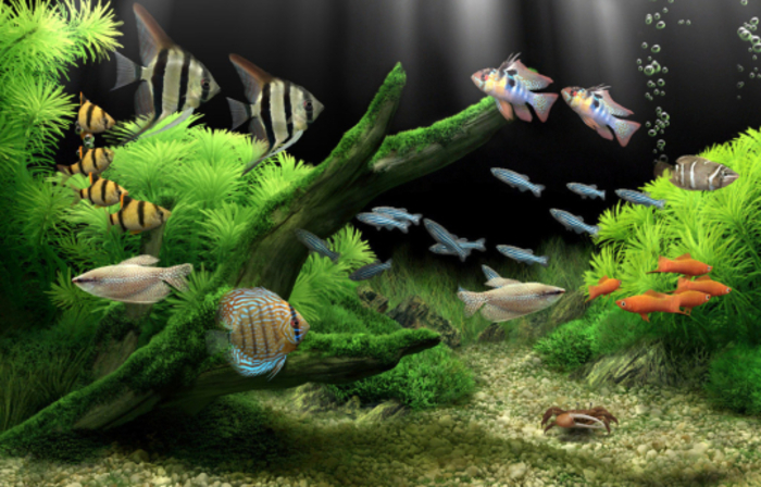 dream-aquarium-screensaver-01-700x448