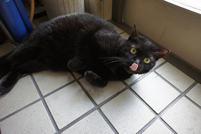 舌を出した黒猫
